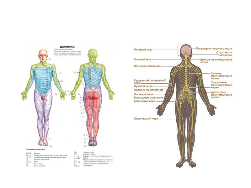 Периферические нервы где находятся фото