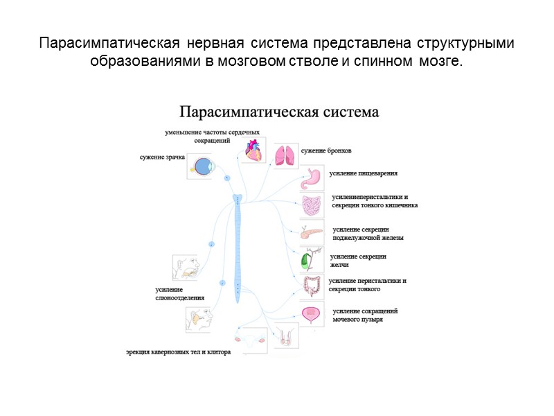 Кровоснабжение спинного мозга осуществляется из передних и задних спинномозговых артерий. Также от восходящих шейных