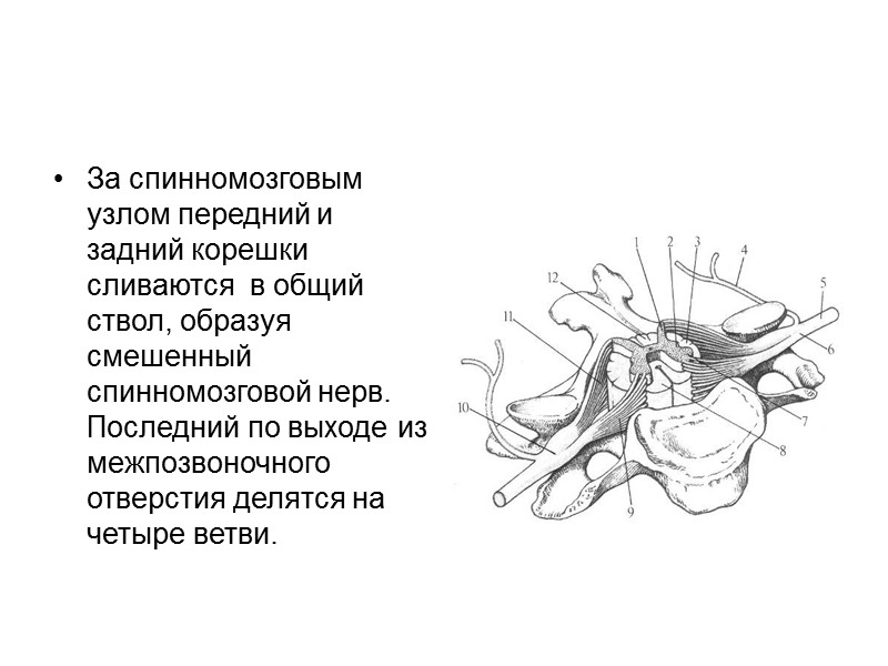 В спинном мозге симпатическая система представлена клетками боковых рогов в сегментах С8- L3.