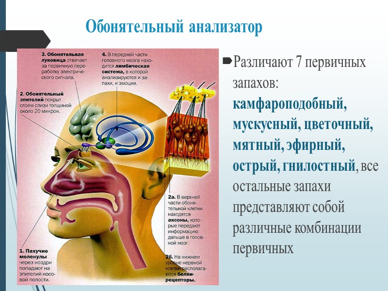 Обонятельный анализатор картинки