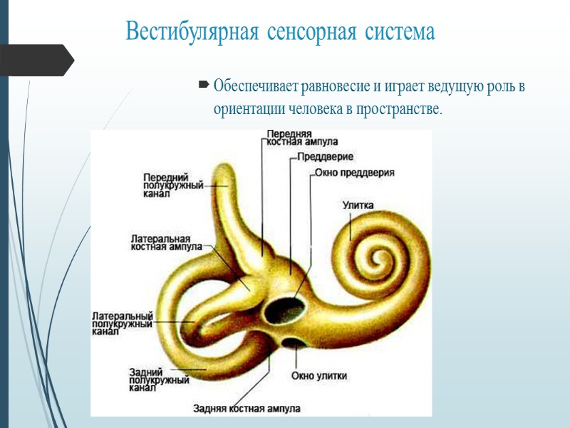 Нарисовать блок схемы слуховой и вестибулярной сенсорных систем