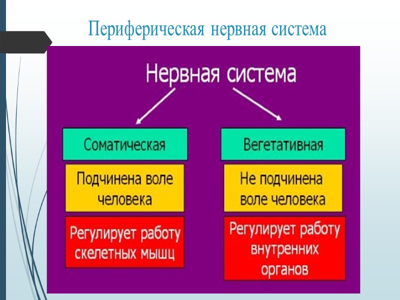 Вестибулярная сенсорная система Обеспечивает равновесие и играет ведущую роль в ориентации человека в пространстве.