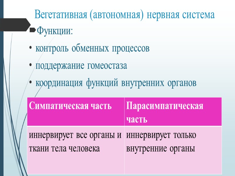 Нервная система  Функции нервной системы 1. Обеспечивает связь организма с внешней средой. 2.