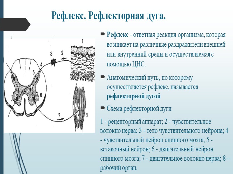 Нервная система состоит из:  1) головного мозга,  2) спинного мозга,  3)