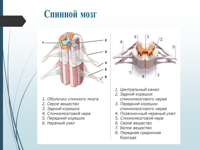 Периферическая нервная система
