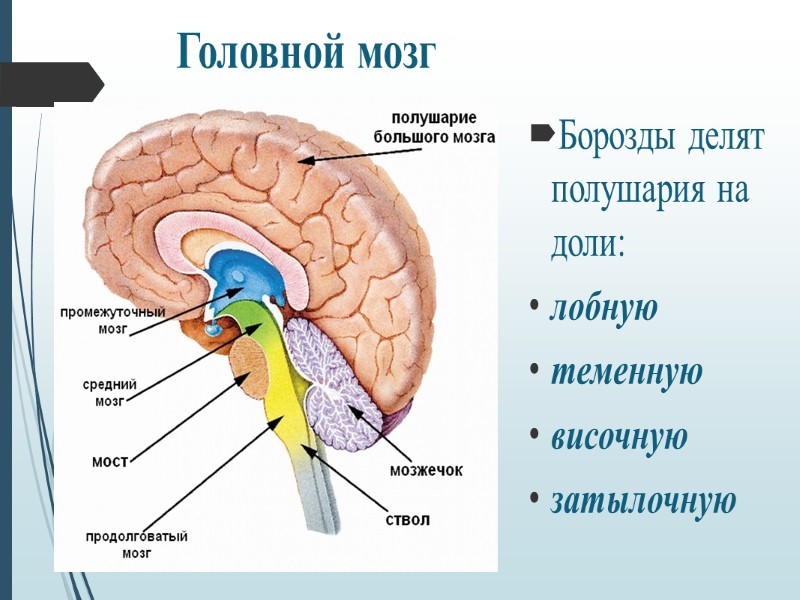 Вегетативная (автономная) нервная система