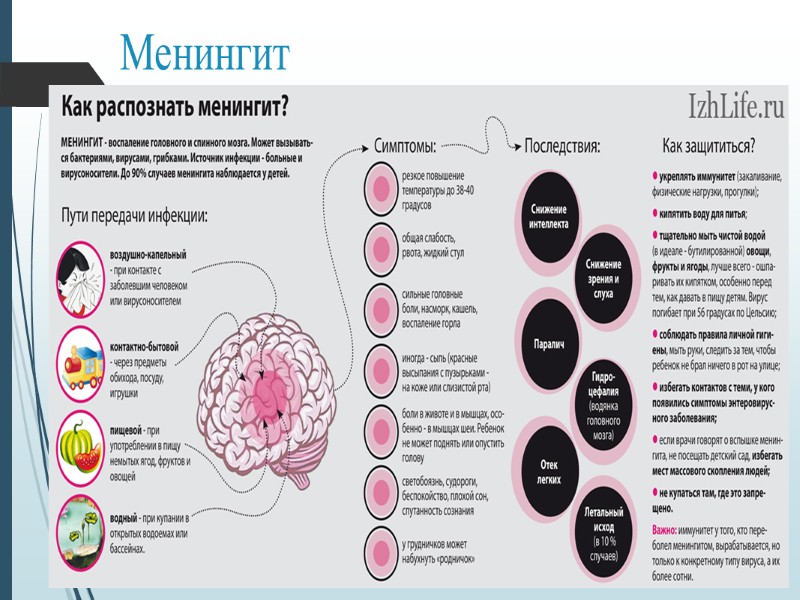 Головной мозг Борозды делят полушария на доли: лоб­ную теменную височную затылочную