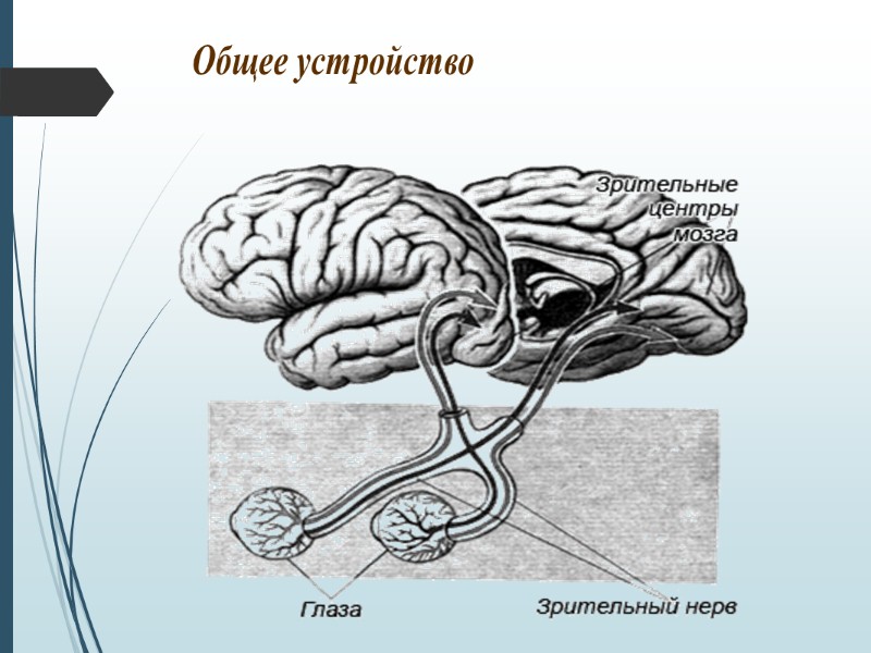 Невроз  состояние, обусловленное в большинстве случаев длительными, тяжело переживаемыми стрессовыми ситуациями Признаки: 1.Высокая