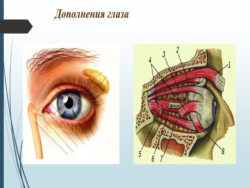 Инсульт Остро развивающееся нарушение мозгового кровообращения, сопровождающееся повреждением ткани мозга и расстройством его функций