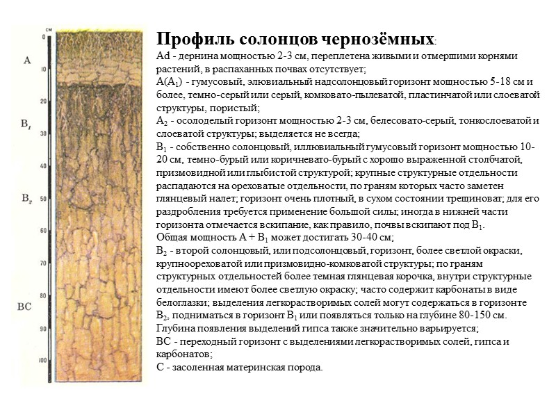 Условия образования серых почв. Солончаки почвенный профиль. Солончаки почвы характеристика. Солонцы профиль почвы. Почвенный профиль Солонцы почвы.