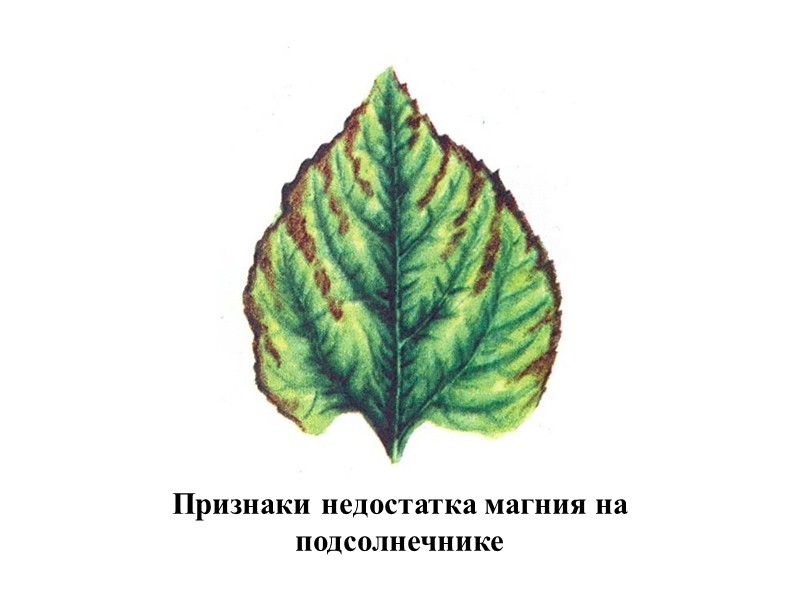 Сравнение доз извести, рассчитанных по рНKCl и по гидролитической кислотности для почв Пермской области