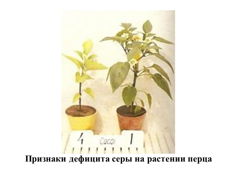 Вопрос 2. Значение кальция и магния для растений