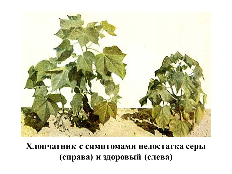 Раздел 2.1. Значение кальция для растений