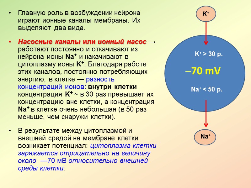 Структурно выделяют центральную и периферическую часть НС.  ЦНС – состоит из спинного и