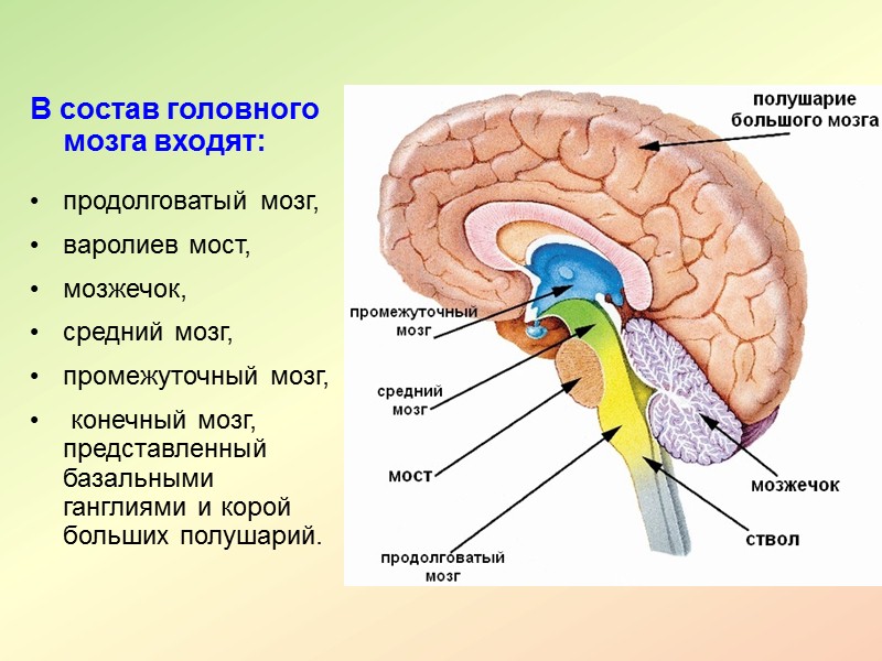 Возбуждение при  сильном и длительном воздействии в ЦНС способно распространяться, иррадиировать,  вовлекая
