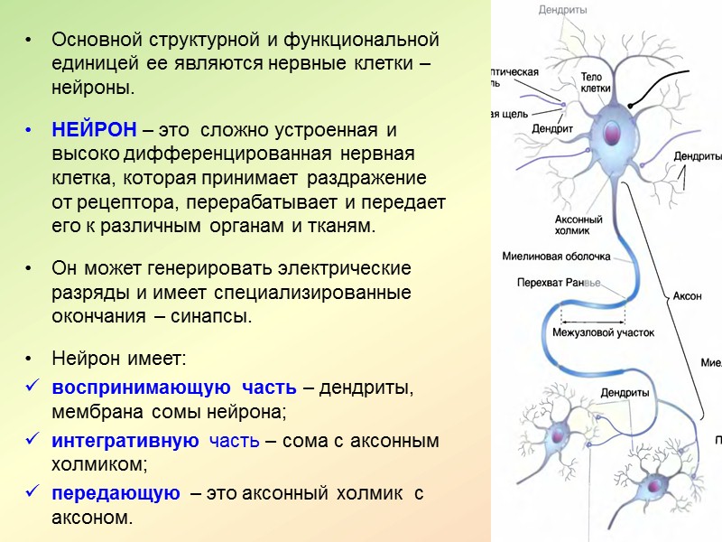 Учение о темпераменте Учение о темпераменте основано древнегреческим врачом и философом Гиппократом (V в.