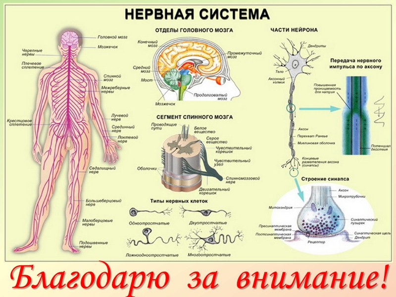 Немецкий философ И. Кант, разделял взгляды на темперамент представителей гуморальной теории, впервые дал своеобразную