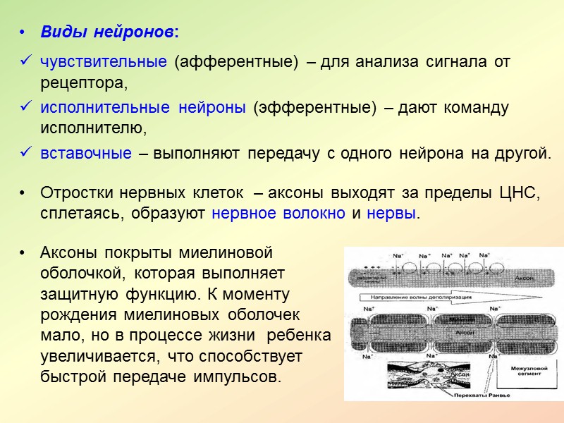 Сила, уравновешенность и подвижность нервных процессов обеспечивают более быстрое и эффективное приспособление к обстановке.