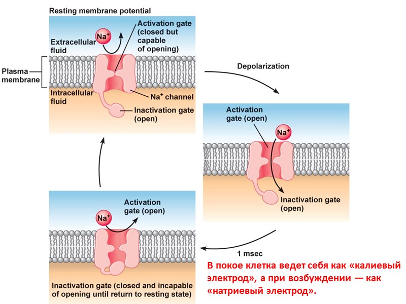 Передача возбуждения в синапсах Возбуждение от одной клетки к другой передается только в одном