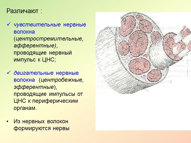 В зависимости от преобладания  І или ІІ сигнальных систем выделяют 3 типа ВНД: