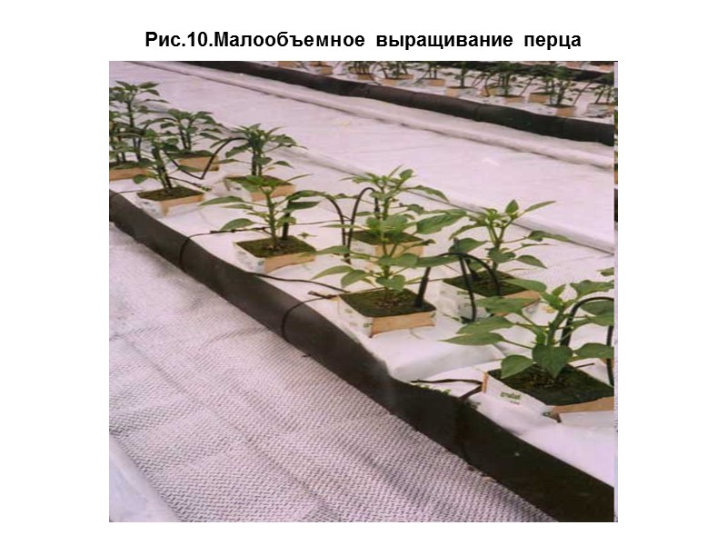 Способы выращивания растений и субстраты Грунтовая культура - корнеобитаемая среда: почвенные смеси.  Гидропонная