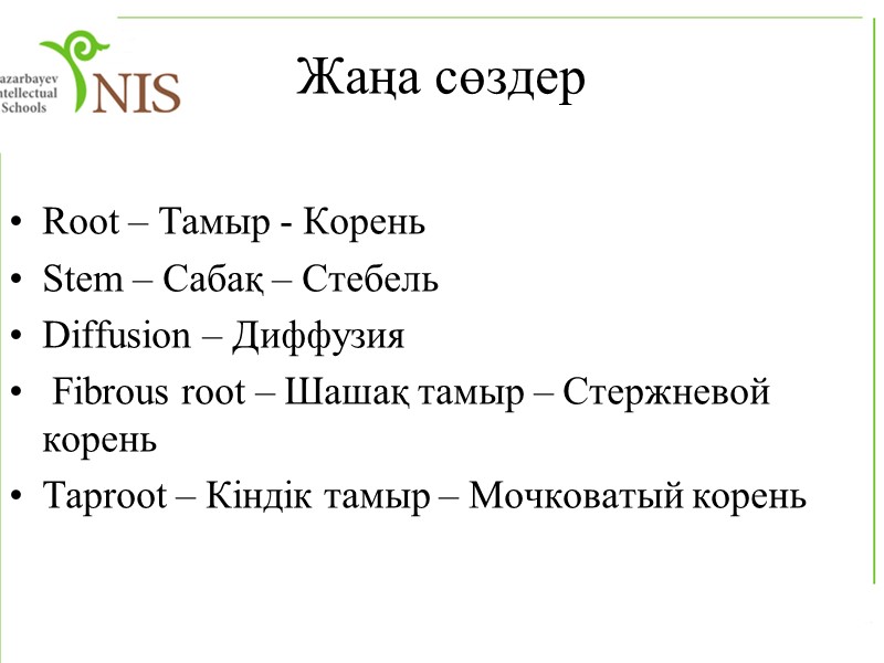 Тамыр аймақтары өткізу сору созылу бөліну Тамыр оймақшасы