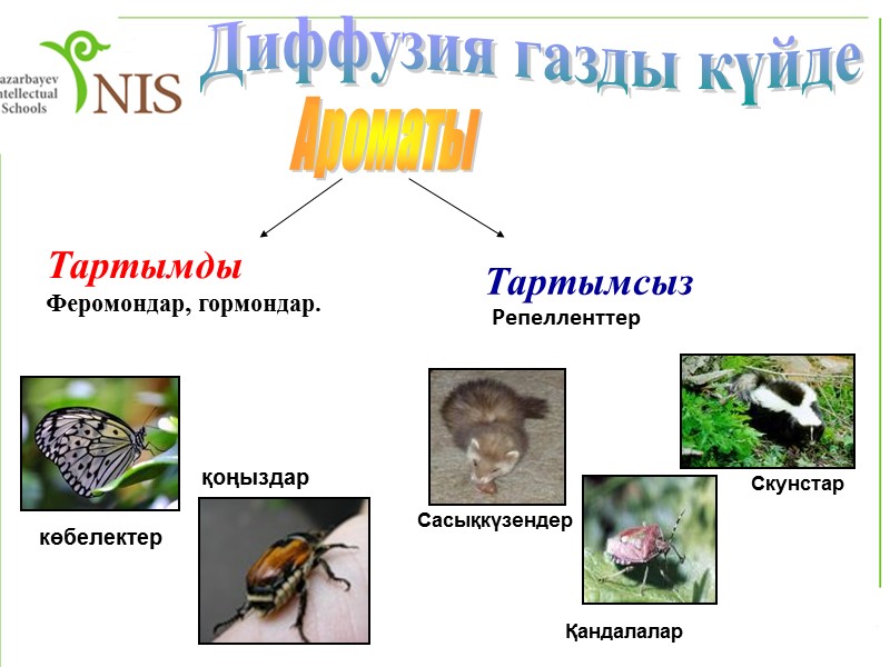 Жаңа сөздер Root – Тамыр - Корень Stem – Сабақ – Стебель  Diffusion