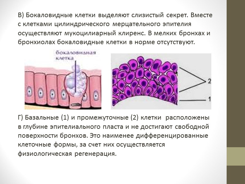 В) Элементы эхинококка (Echinococcus granulosus) выявляются в мокроте при эхинококкозе легких. При исследовании обнаруживаются