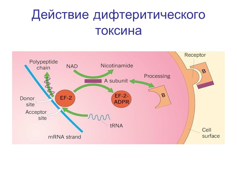 !!!    В случае не диагностированной своевременно болезни неврологические  осложнения дают