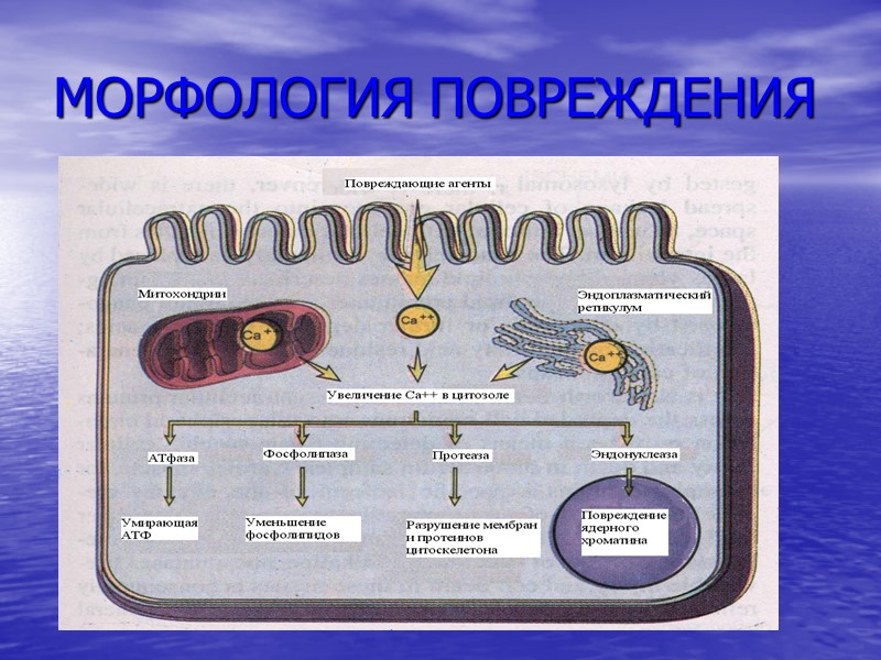 Классификация дистрофий. 1) паренхиматозные, стромально-сосудистые и смешанные дистрофии в зависимости от преобладания морфологических изменений