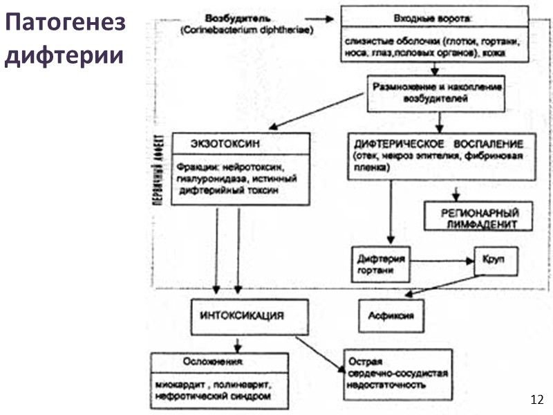 Колонии C. diphtheria на кровяно-теллуритовом агаре Gravis:    Mitis:   