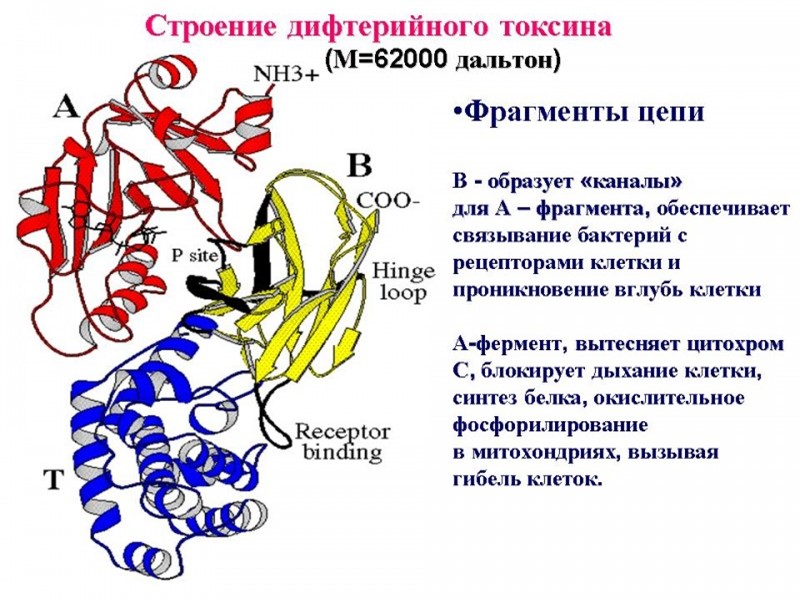 Культуральные свойства Факультативные анаэробы. Растут на средах с кровью и сывороткой. На кровяном теллуритовом