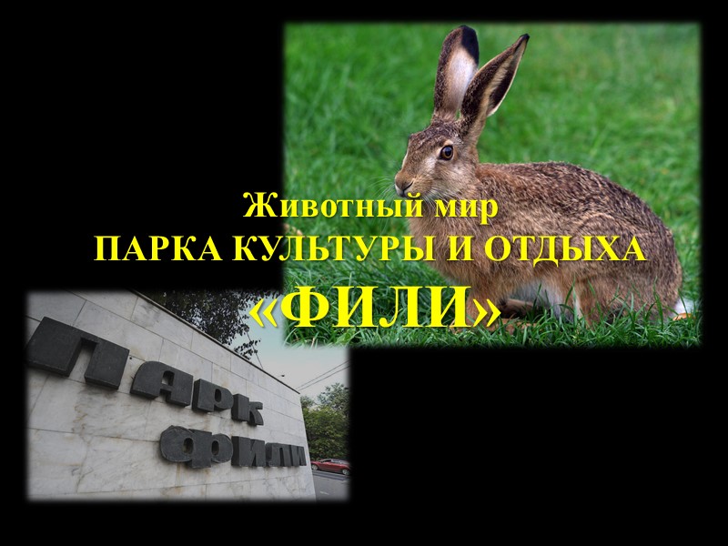 Природа парка «ФИЛИ» Земноводные и береговая фауна Гуляя возле водоёмов, ручейков и болот нашего