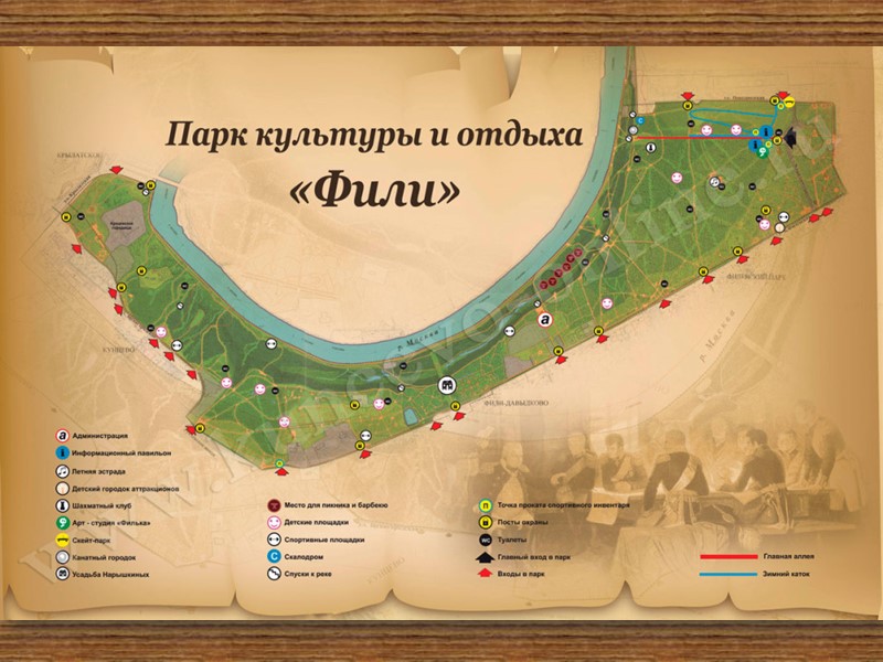 Природа парка «ФИЛИ» Земноводные и береговая фауна тритон обыкновенный остромордая лягушка травяная лягушка Кряква