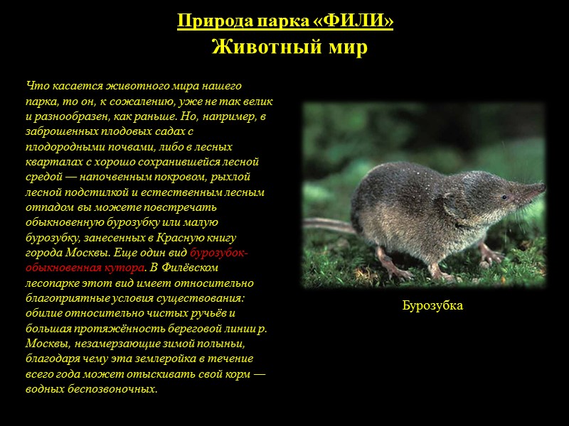 ПТИЦЫ ПАРКА КУЛЬТУРЫ И ОТДЫХА   «ФИЛИ»