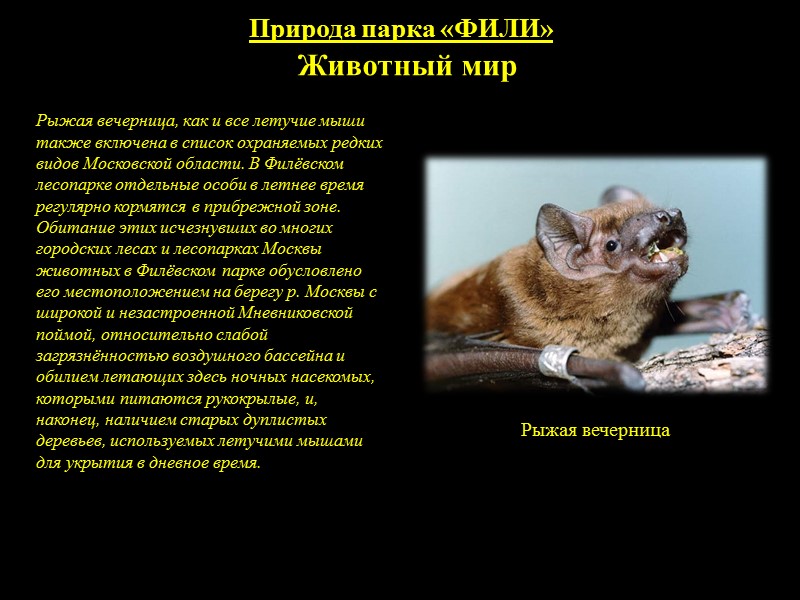 Природа парка «ФИЛИ» Птицы Ушастая сова — редкий на территории Москвы вид с сокращающейся