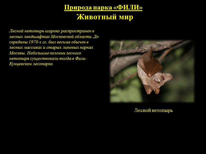 Природа парка «ФИЛИ» Птицы Тетеревятник — самая крупная из регулярно гнездящихся на территории Москвы