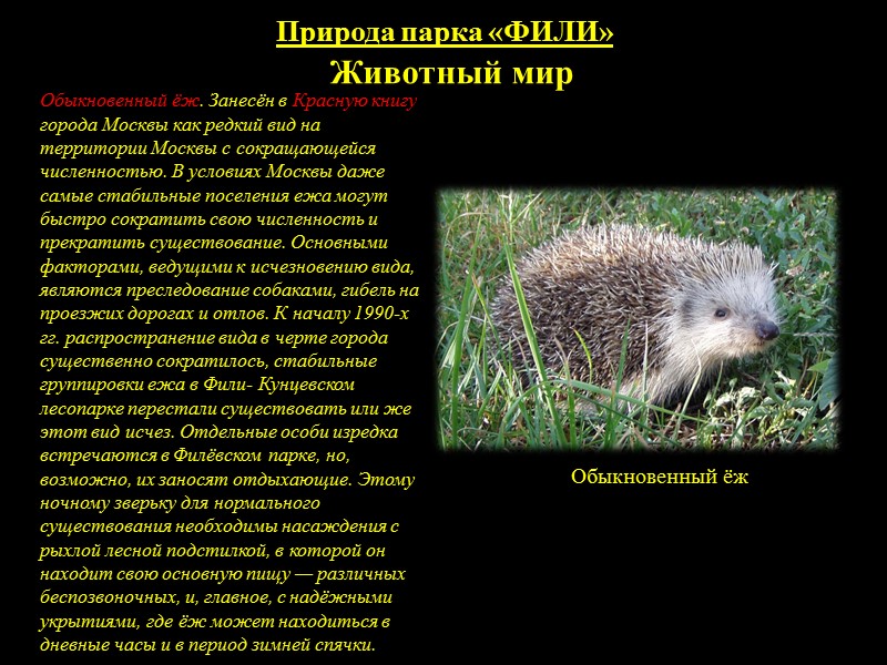 Природа парка «ФИЛИ» Птицы Во время весенне-летнего периода на территории нашего лесопарка встречается озёрная