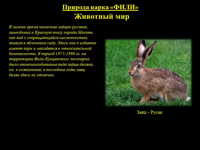 Природа парка «ФИЛИ» Птицы        Береговая ласточка занесена