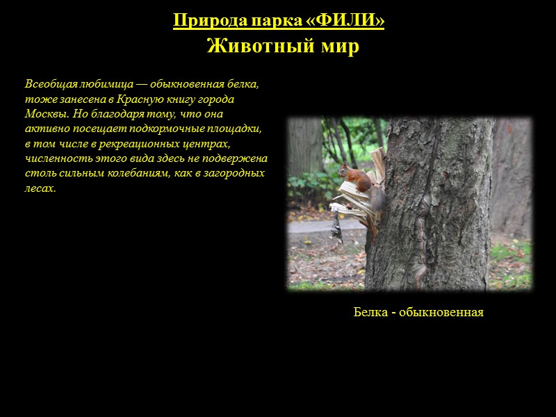 Природа парка «ФИЛИ» Птицы Скворец обыкновенный Черный ворон Береговая ласточка