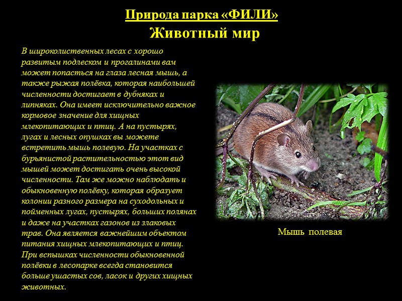 Животный мир ПАРКА КУЛЬТУРЫ И ОТДЫХА   «ФИЛИ»