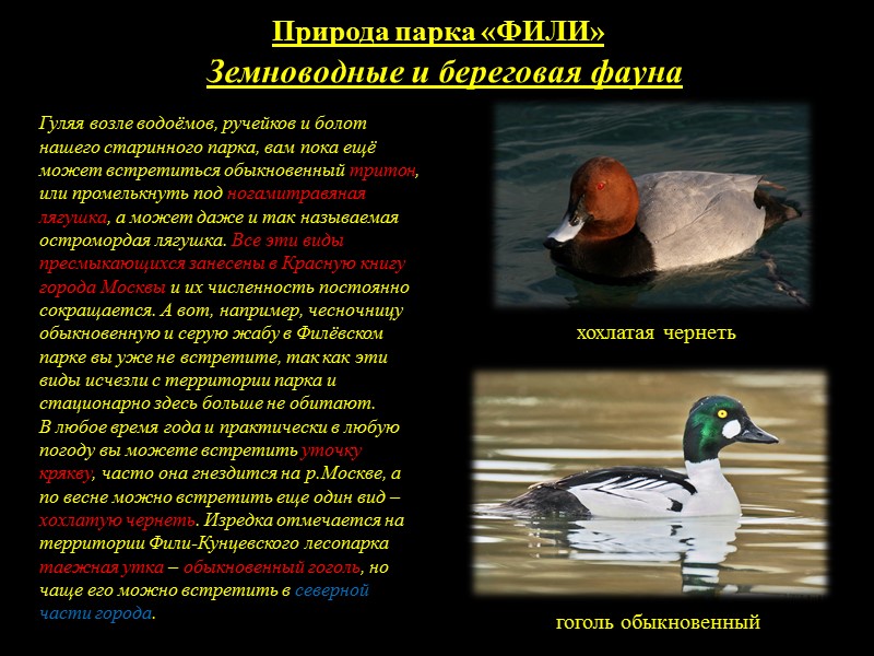 История возникновения ПАРКА КУЛЬТУРЫ И ОТДЫХА   «ФИЛИ»