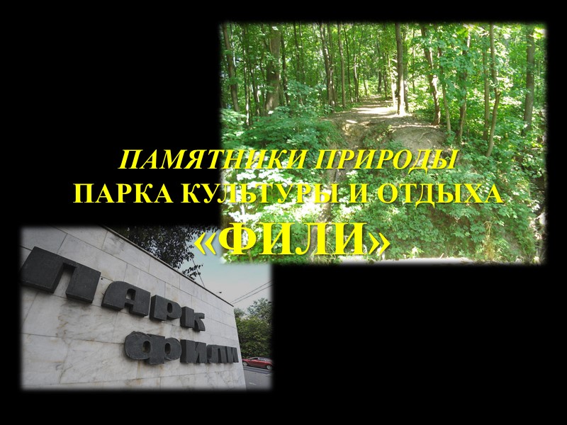 Природа парка «ФИЛИ» Животный мир Рыжая вечерница, как и все летучие мыши также включена