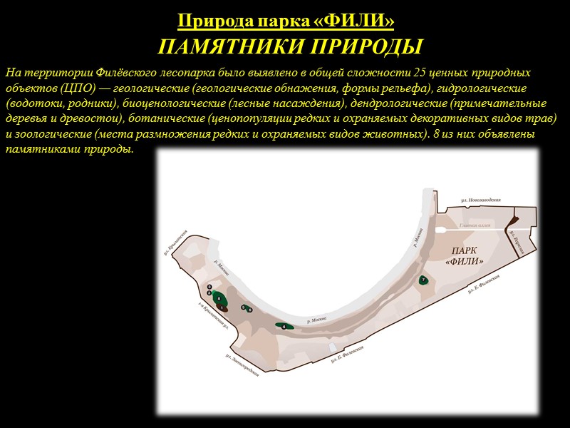 Природа парка «ФИЛИ» Животный мир Лесной нетопырь широко распространен в лесных ландшафтах Московской области.