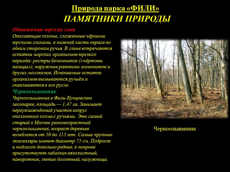 Природа парка «ФИЛИ» Животный мир Всеобщая любимица — обыкновенная белка, тоже занесена в Красную