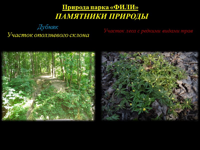 Природа парка «ФИЛИ» Животный мир В широколиственных лесах с хорошо развитым подлеском и прогалинами