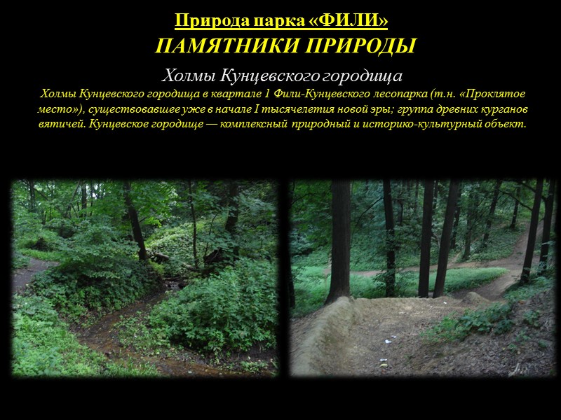 Природа парка «ФИЛИ» Животный мир Домовая мышь живёт на урбанизированных территориях Фили-Кунцевского лесопарка и