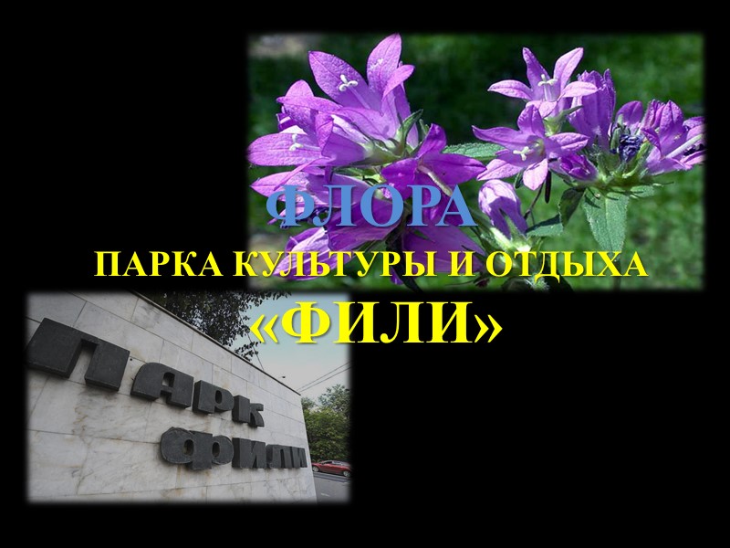 Природа парка «ФИЛИ» ПАМЯТНИКИ ПРИРОДЫ На территории Филёвского лесопарка было выявлено в общей сложности