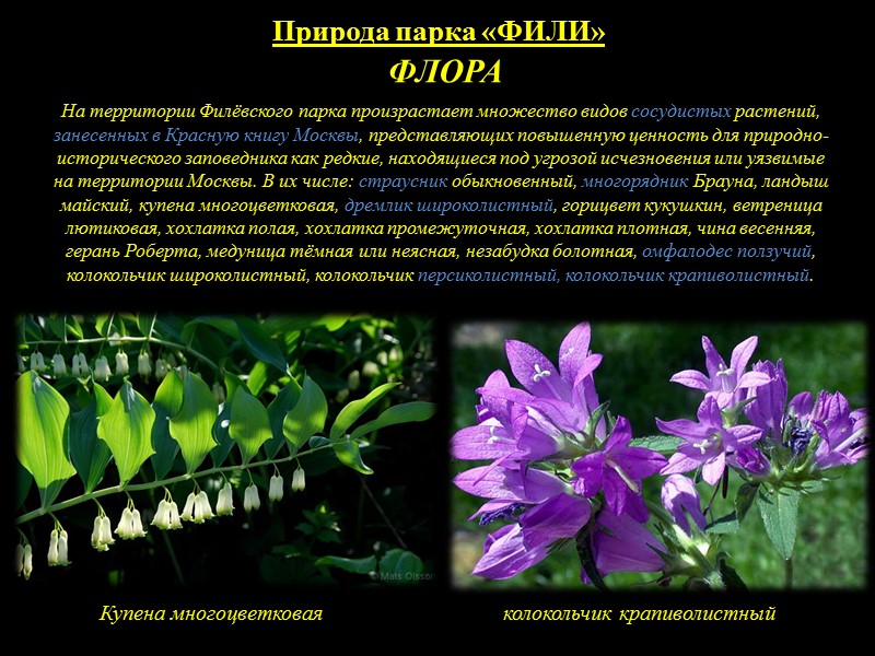 Природа парка «ФИЛИ» ПАМЯТНИКИ ПРИРОДЫ 1.Обнажения юрских глин 2. Черноольшанник 3. Дубняк 4. Участок