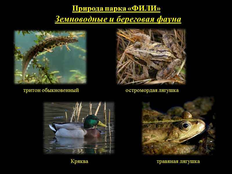 История возникновения Древнее городище — «Проклятое место»  Археолого-исторические сведения. Кунцевское городище. Но, проходя